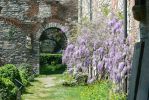 PICTURES/Ghent -  St. Bavo Abbey/t_Brown Door & Wisteria1.JPG